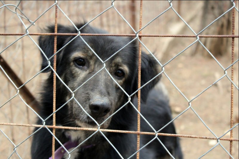 image of a black shelter dog waiting for someone to adopt him